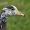 Ente