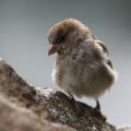 Spatz