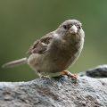 Spatz