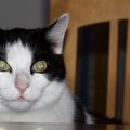 Katze
