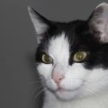 Katze